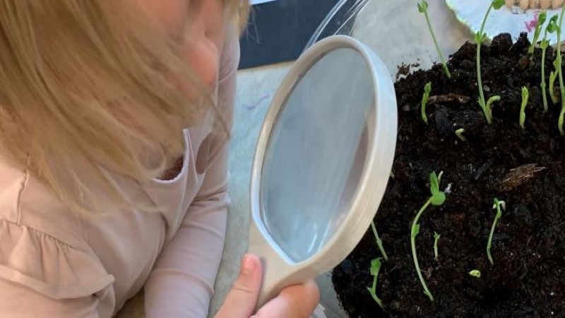 Barn tittar på gröna skott genom förstoringsglas