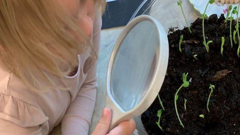 Måltidspedagogik - hur det växer Barn tittar på gröna skott genom förstoringsglas