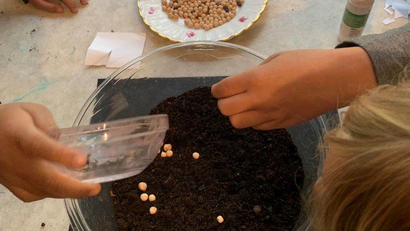 Del av måltidspedagogik, plantera ärtor Ärtor planerats i en kruka med jord.