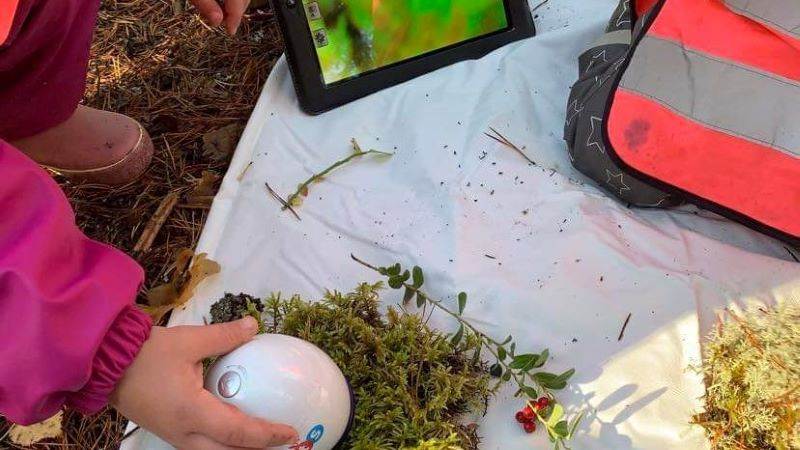 Undersöker mossa med webbägg Barn tittar på mossa med webbägg.